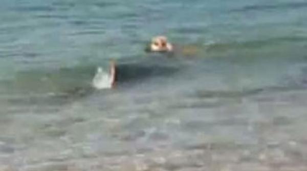 un caine musca un rechin pentru a putea iesi din apa video