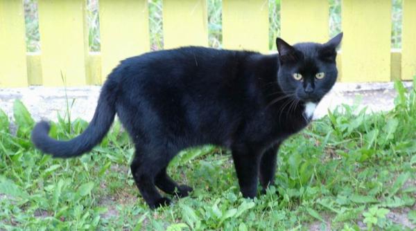 ce vor pisicile un studiu exhaustiv dezvaluie secretele felinelor de langa noi