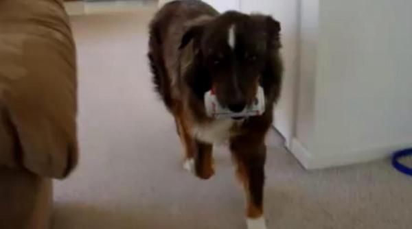 cel mai bun prieten al barbatului cainele care iti aduce berea la comanda video