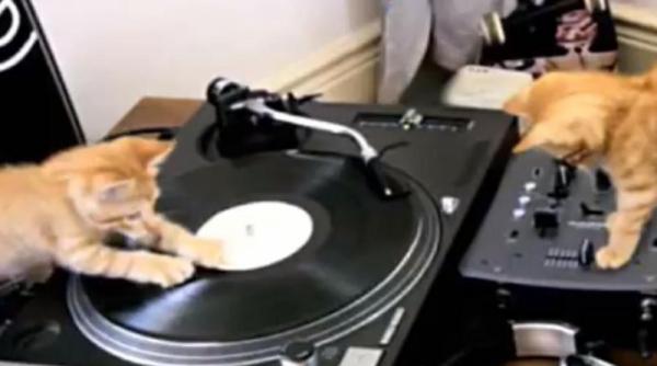 trei pisici sunt maestre la platane video