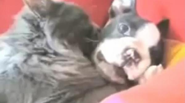 un catel si o pisica demonstreaza ca dragostea nu are limite intre specii video