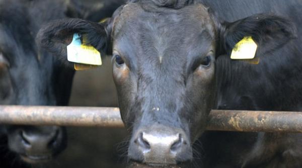 guvernul nipon a interzis comercializarea carnii de vita provenind din prefectura fukushima