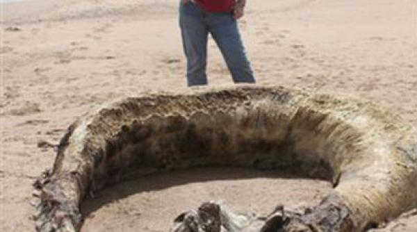 monstru marin descoperit pe o plaja din scotia