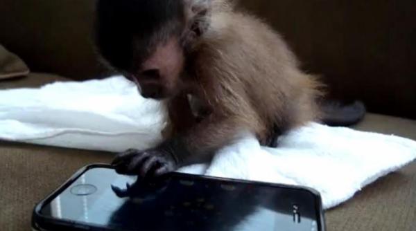 o maimutica descopera jocurile pe iphone video