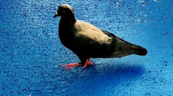 un porumbel calatoreste de trei ani la aceeasi ora cu acelasi feribot video