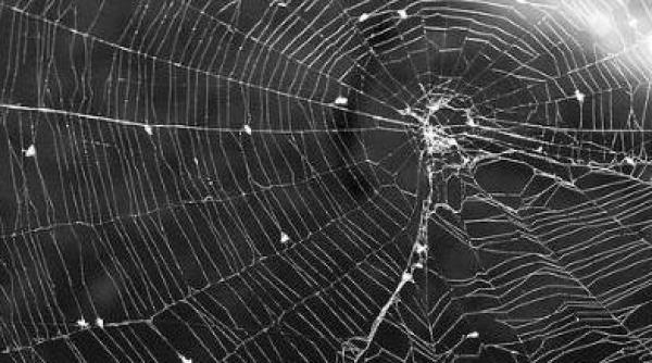 original un barbat a infometat un paianjen pentru a acoperi urmele unei tentative de contrabanda cu tigari