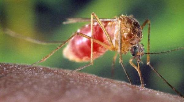 primul caz de infectare cu virusul west nile din acest an confirmat in galati