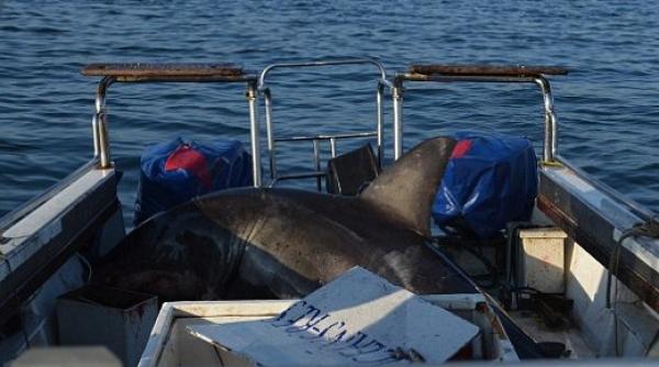 s au trezit cu rechinul in barca video