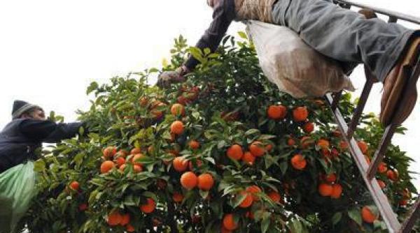 e oficial romanii vor avea nevoie de permise de munca pentru a lucra in spania