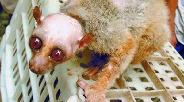 localnicii dintr un sat chinez au cerut politiei sa aresteze o maimuta urata foto