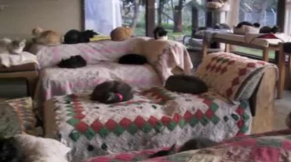 o americanca detine 700 de pisici video