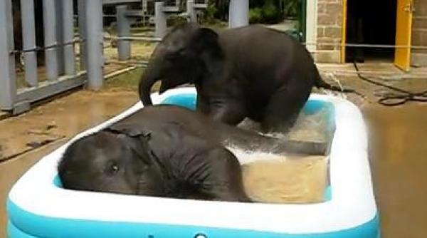 vremuri de criza doi elefanti se balacesc intr o piscina gonflabila