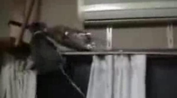 cand o pisica isi propune o pisica face vezi cat de incapatanata poate fi o mata video