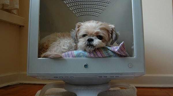 sondaj cainele inlocuit de calculator ca fiind cel mai bun prieten al omului