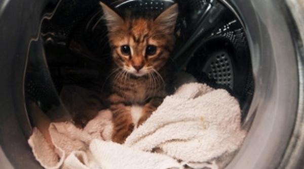 o pisica a supravietuit dupa o ora de program la masina automata de spalat foto