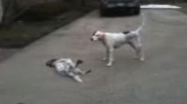 un catel isi insceneaza moartea mai ceva ca un actor profesionist video