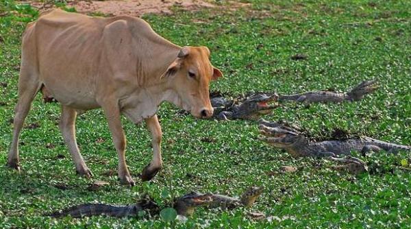 unde te duci vito vezi fotografia zilei