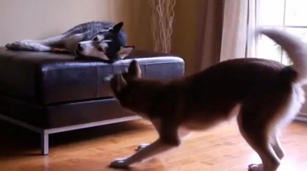 cei mai cunoscuti husky din mediul online au o cearta conjugala cu subtitrare video