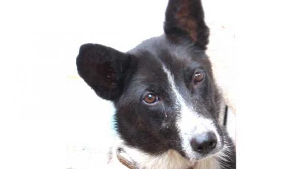 intaiul educat catelusa apel