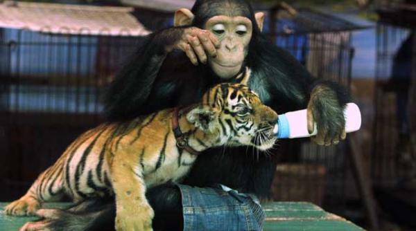 un cimpanzeu hraneste un pui de tigru imagini adorabile