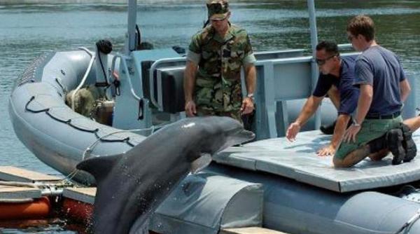 arma secreta a sua americanii pregatesc delfini pentru razboi