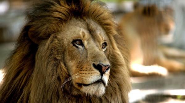 starea grava a gradinilor zoologice din romania ar putea duce la declansarea procedurii de infringement