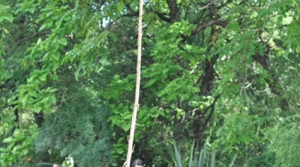 clujenii fac pelerinaj la floarea miraculoasa