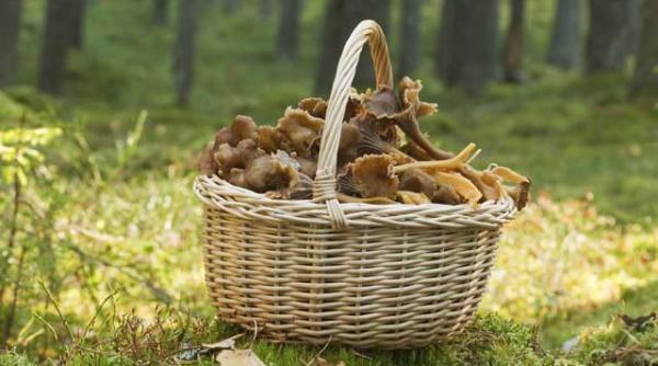 atentie la intoxicatiile cu ciuperci