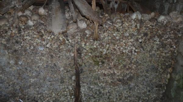 ramasitele eroilor din primul razboi mondial mancate de sobolani la poiana sarata