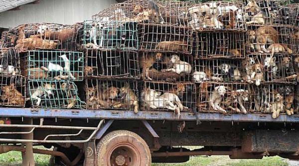 si cainii se mananca nu i asa 1 000 de caini salvati din custile care i transportau spre macelarie galerie foto