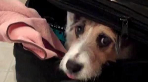 un terrier a invatat cele mai utile trucuri din lume si nu sunt putine video