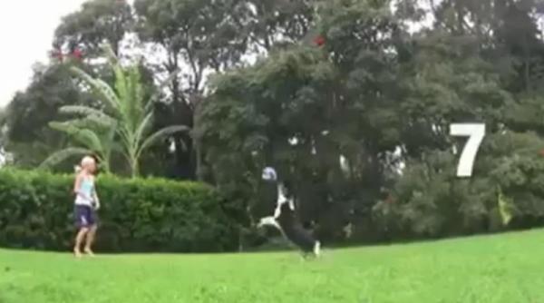 un catel joaca volei aproape ca un sportiv profesionist video