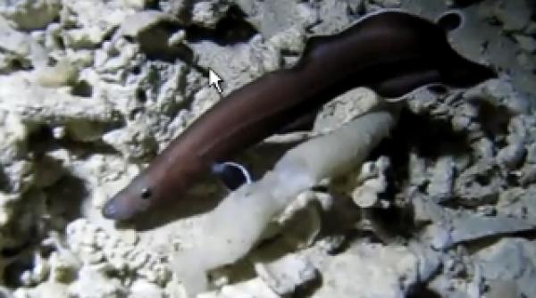 a fost descoperita o fosila vie de anghila veche de 200 de milioane de ani video