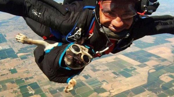 si cainii sar din avion vezi ce reactie are otis mopsul parasutist video