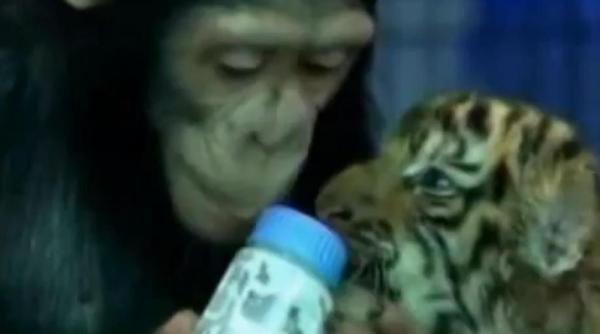 un cimpanzeu hraneste un tigru cu biberonul video
