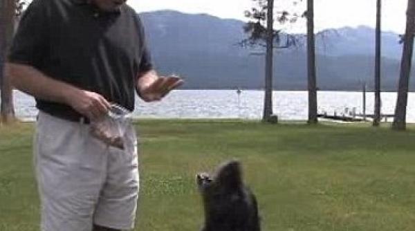 un labrador a devenit un geniu canin al matematicii rezolva exercitii elementare de clasa a vi a video