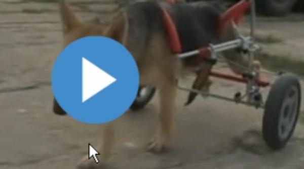 doua roti ajuta o catelusa ranita sa se deplaseze video