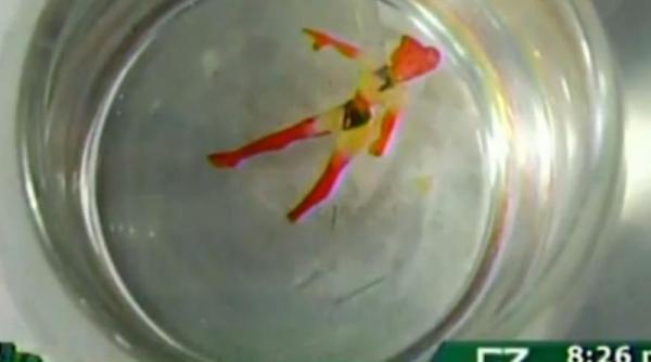 mexicanii fac pelerinaj la zane video