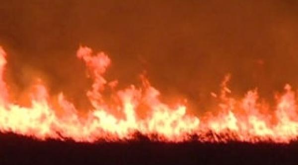 incendiu devastator in delta 300 de hectare mistuite si sute de pasari moarte