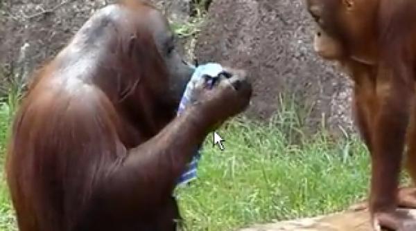 un urangutan se racoreste tacticos la o gradina zoologica din japonia video