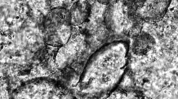 au fost descoperite cele mai vechi fosile din lume