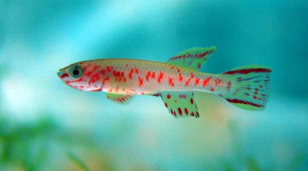 acesta este pestele care se autofecundeaza