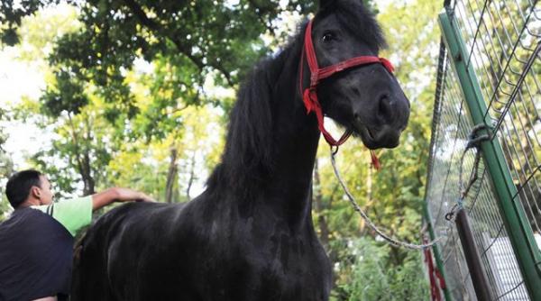 arma de 700 de kilograme a politiei locale