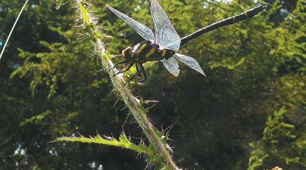 cancerul terrei prostia oportunitatea si profitul