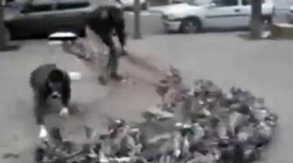 cum se prind porumbeii in spania video