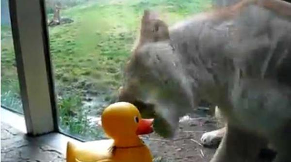 un leu pofteste la carnea unei ratuste