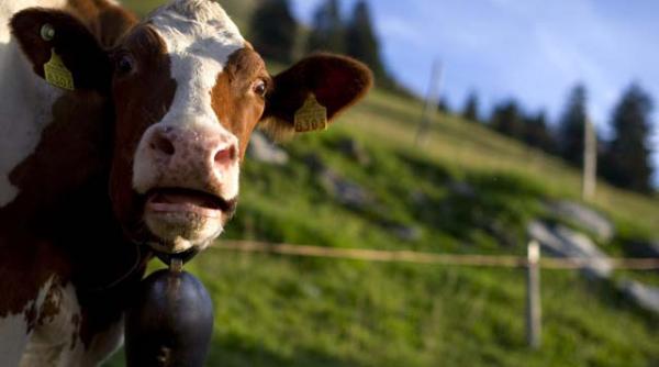 elvetia nu mai este cea mai sigura tara din lume studiu