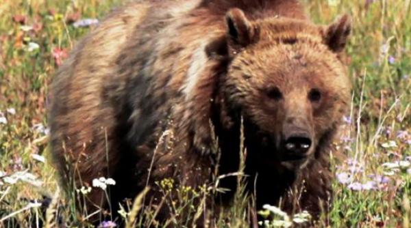 ucigasul din yellowstone park