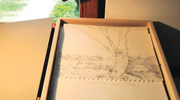 despre forta delicata a desenului