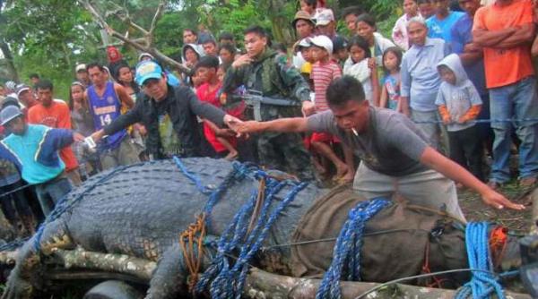 crocodil gigant capturat viu in filipine reptila de o tona va fi vedeta unui parc tematic video